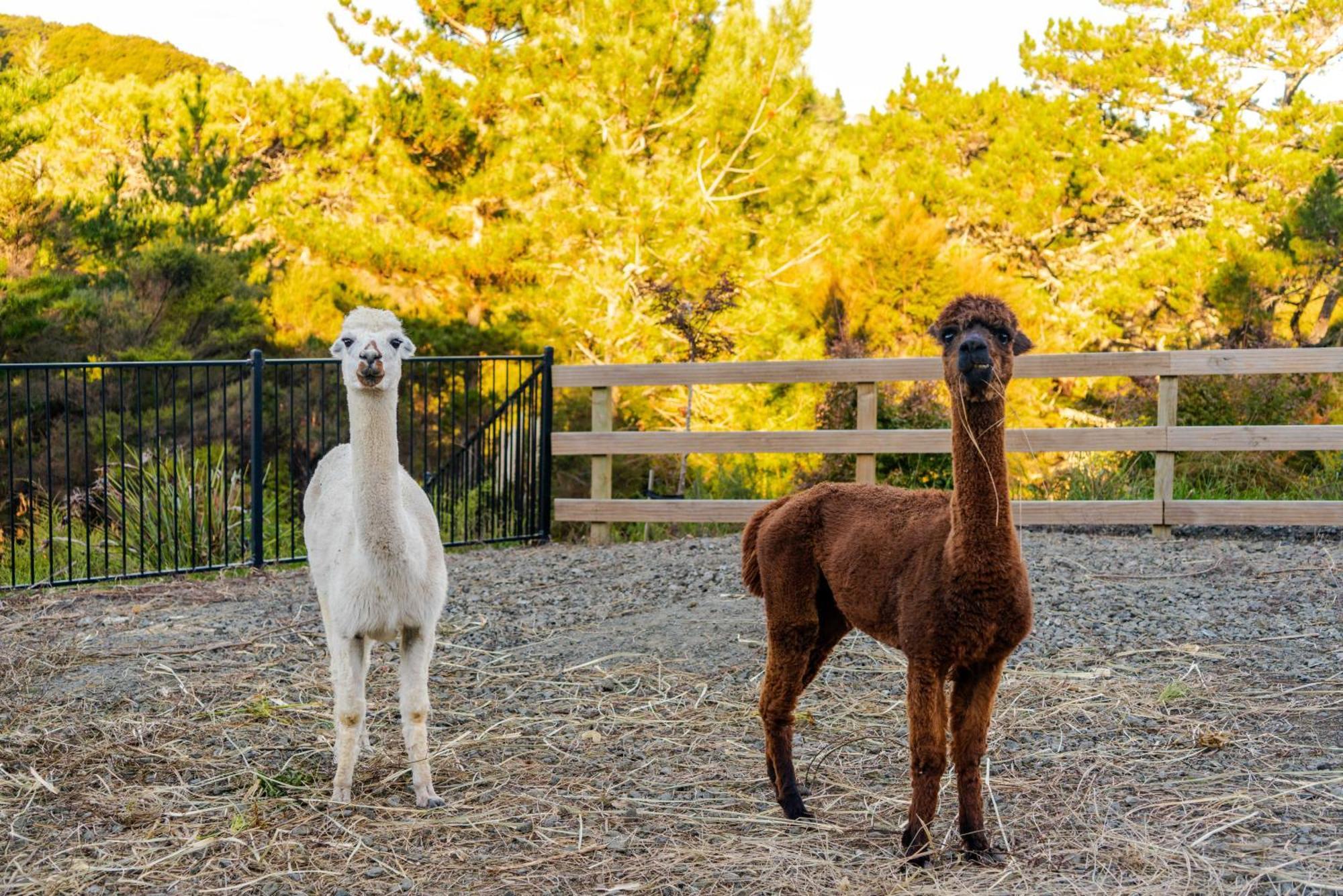 Alpaca Manor Auckland Appartement Buitenkant foto