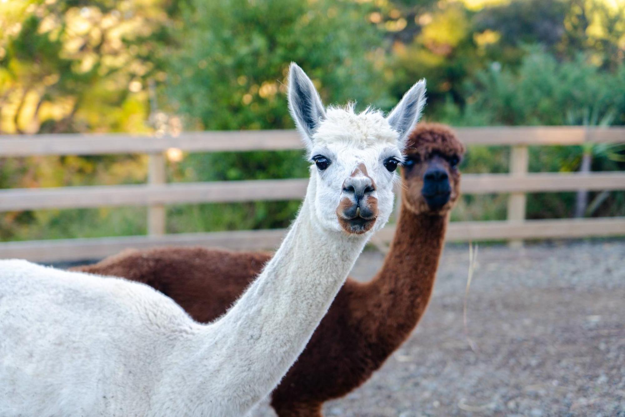 Alpaca Manor Auckland Appartement Buitenkant foto