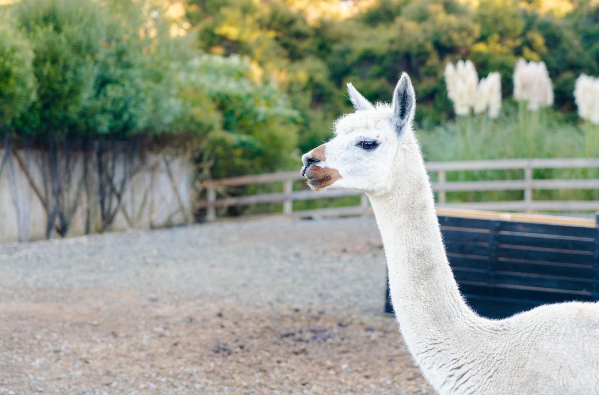 Alpaca Manor Auckland Appartement Buitenkant foto