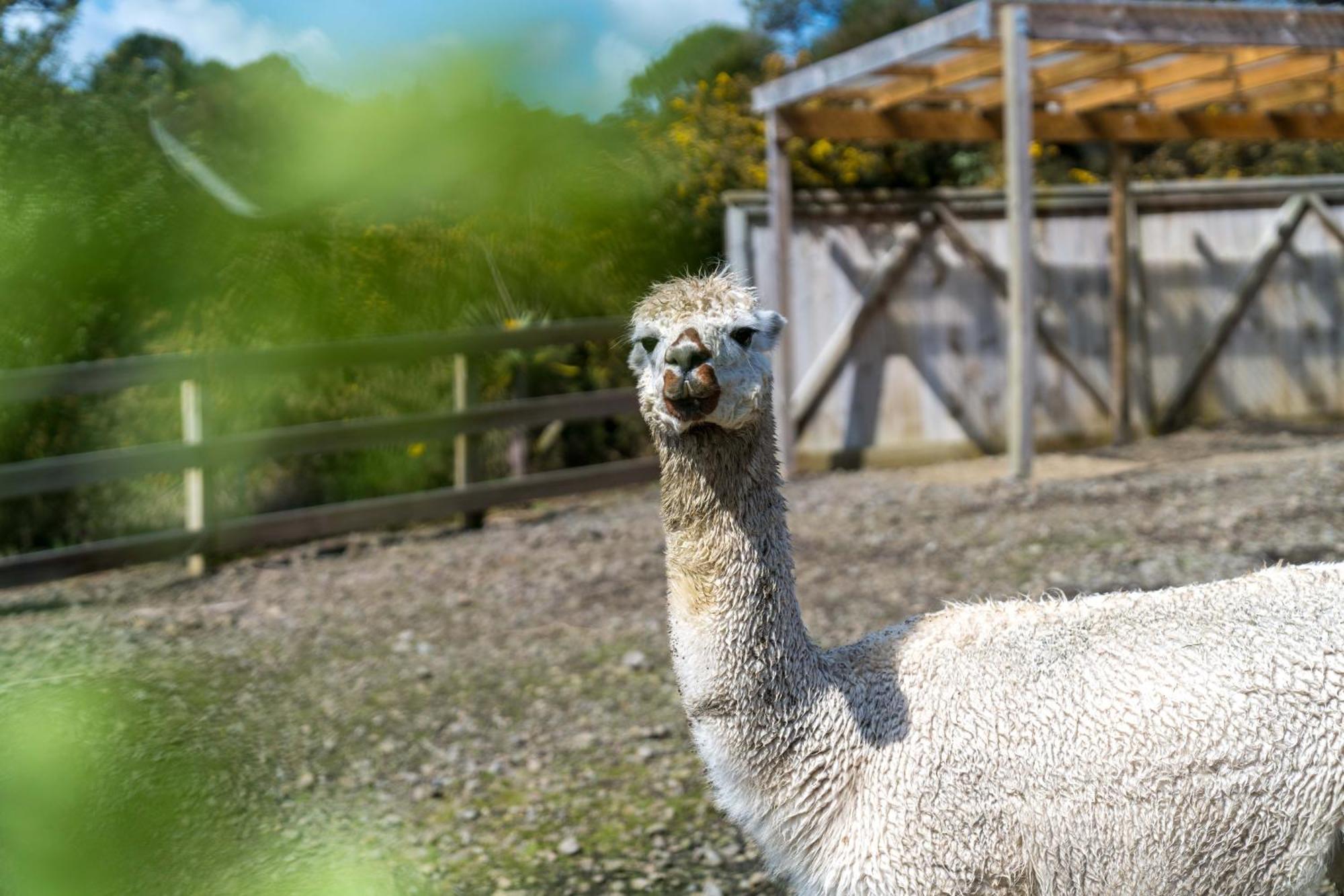 Alpaca Manor Auckland Appartement Buitenkant foto